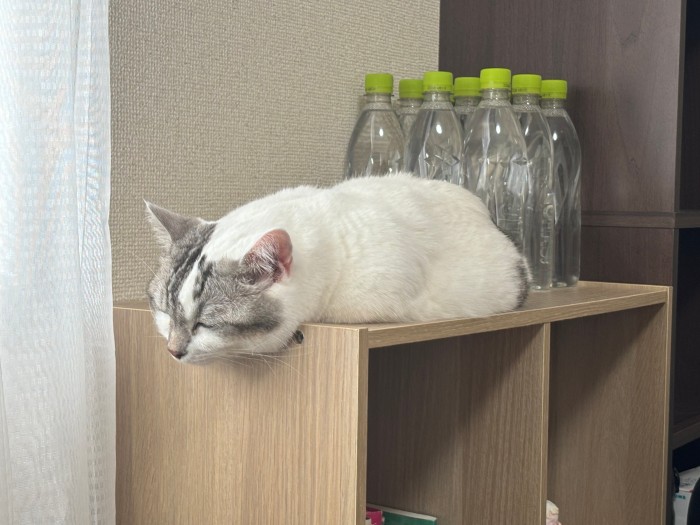 1人で家で研究するときにいつもそばにいてくれるのが猫だけ