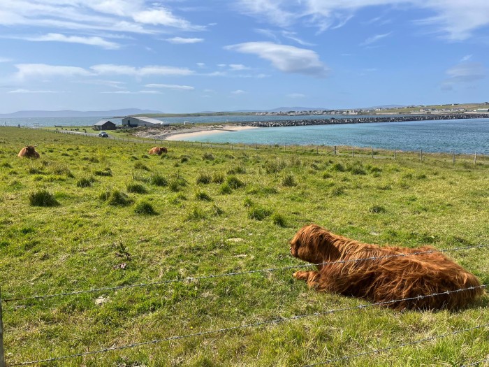 オークニーにて　放牧されている牛たち